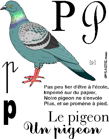 image p-pigeon